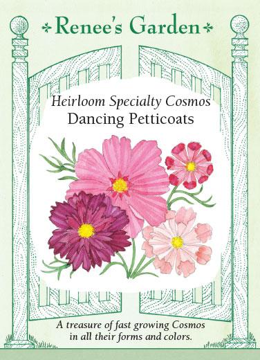 Seed packet artwork for Renee’s Garden Seeds. Packet reads: Heirloom Specialty Cosmos, Dancing Petticoats. A treasure of fast growing Cosmos in all their forms and colors. Watercolor illustrations of pink and purple cosmos.