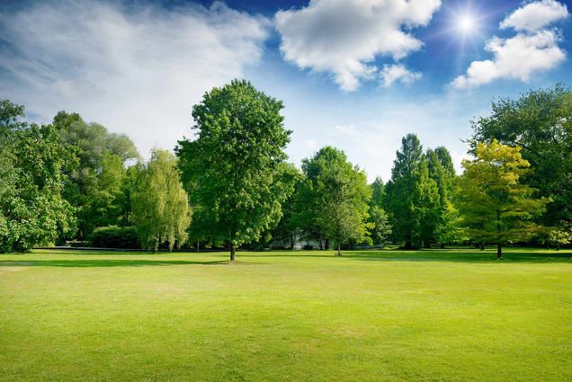 Photo of a meadow and green trees. A blue sky with clouds is seen in the background.