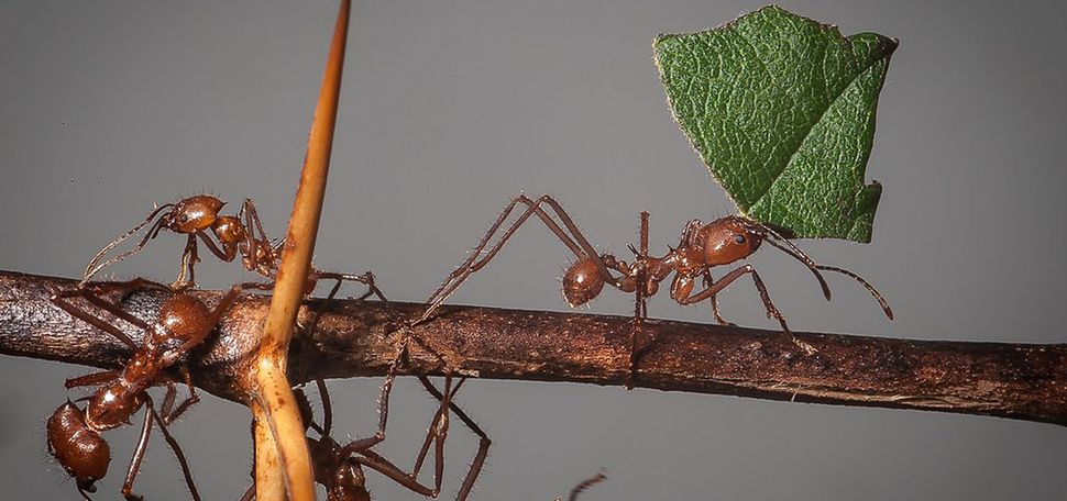 A photo of leafcutter ants working together