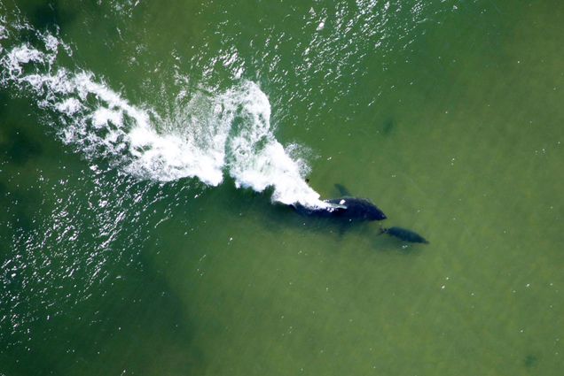Aerial view of a great white shark chasing a black seal off the shore of a Cape Cod beach