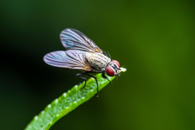 A photo of a fly on a leaf