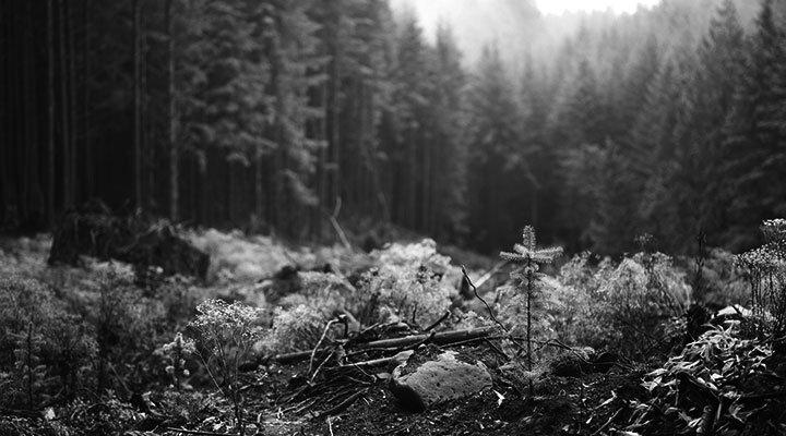 A photo of a forest