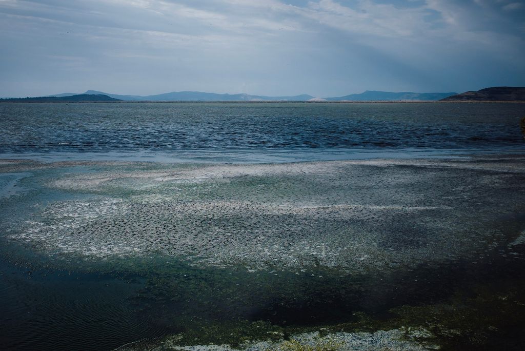 A photo of wetlands