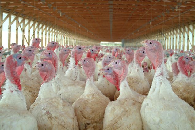 Photo of a large group of turkeys in a confined structure. The turkeys have white feathers and pinkish blue heads.