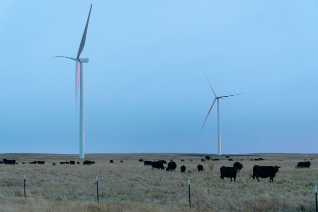 Photo of two large white wind turbines in South Dakota. Black angus cows are seen grazing in a field in the foreground.