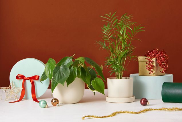 Photo of potted house plants and cream plant pots, surrounded by gifts with red bows and christmas ornaments.