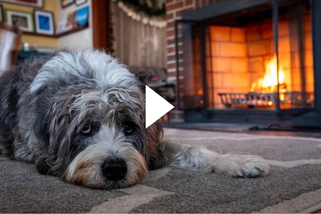 A photo of a dog sitting in front of a cozy-looking fireplace. A video play button appears over the photo.