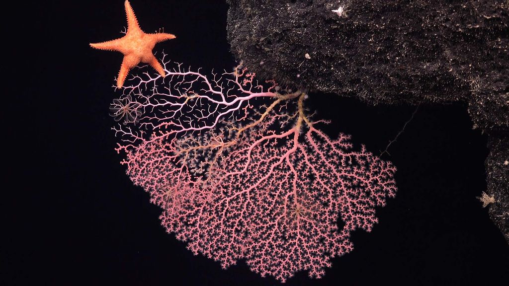 Photo of a rock with a piece of pink coral fanned out; at the top left of the coral is an orange starfish.