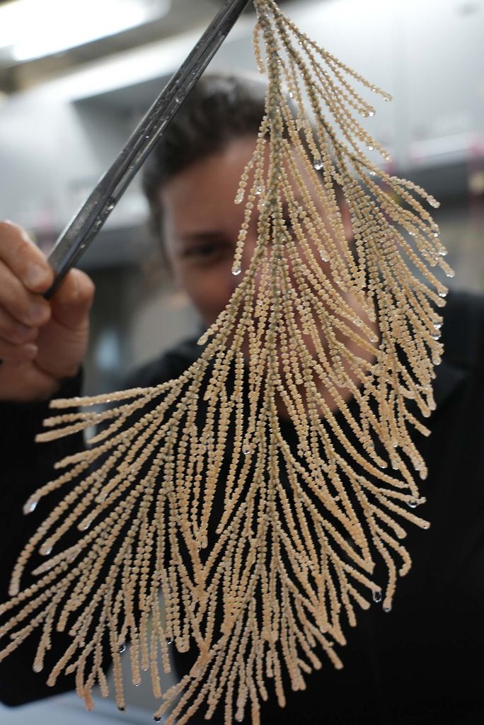 Rotjan or another researcher uses tweezers to hold up a piece of tan-colored coral; their face is seen blurred in the background.