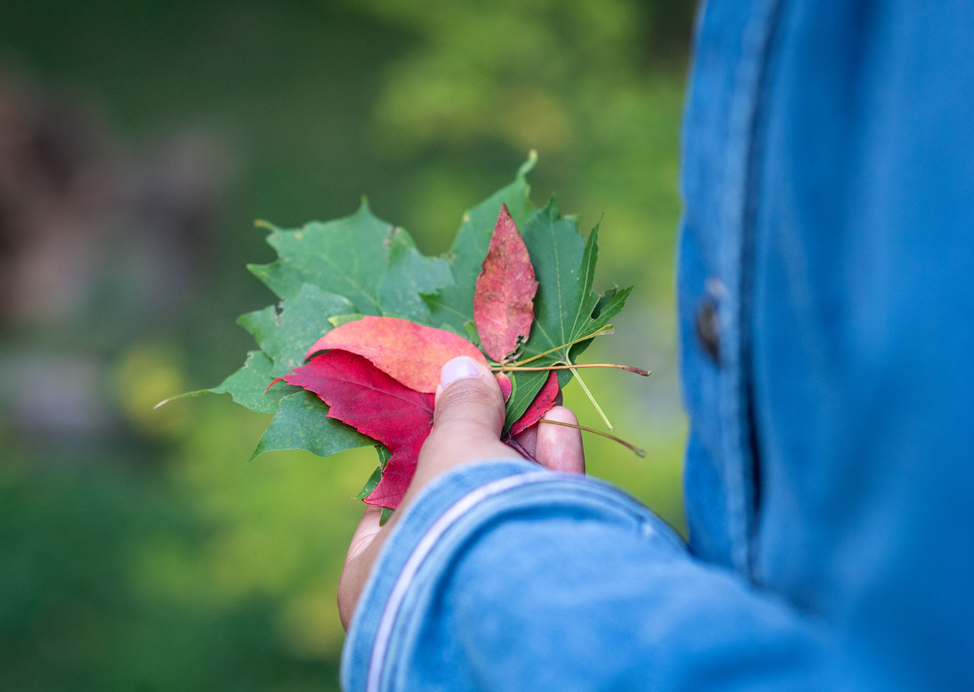 closeup photo of a student holding red and green leaves in hand.