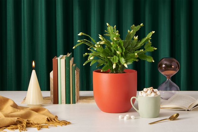 a potted plant on a desk with a candle, a full mug, and books