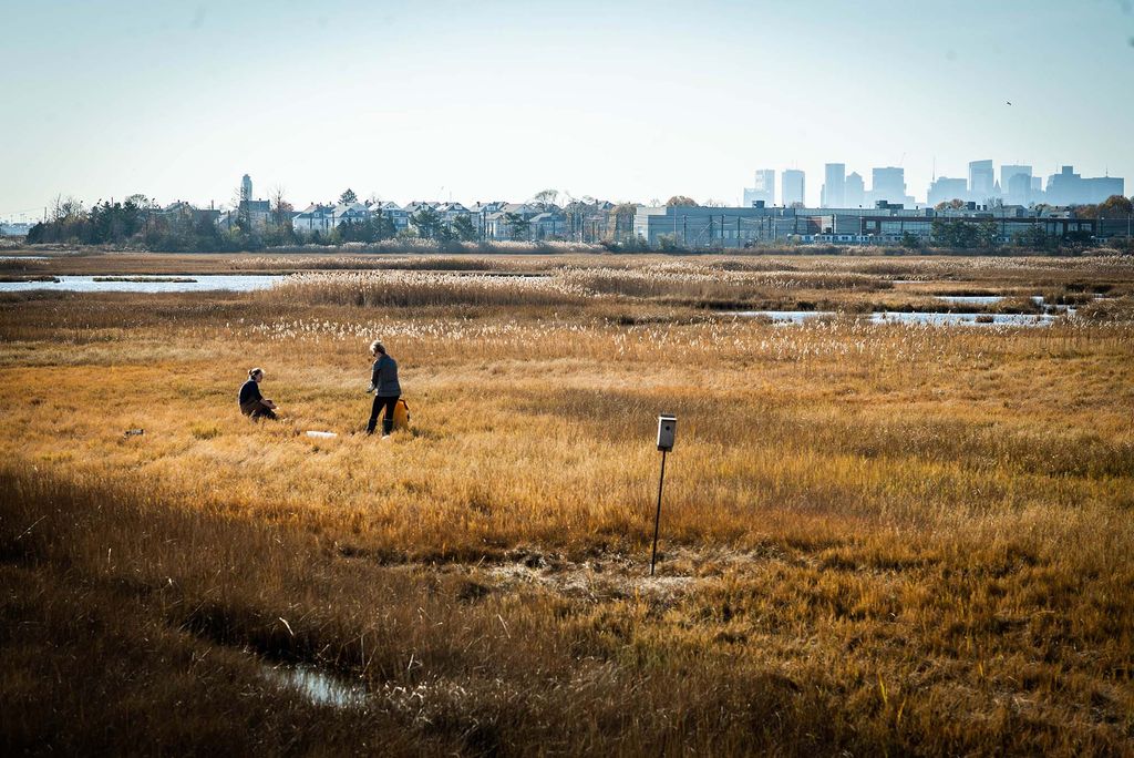 Wide photo of researchers Catherine Mahoney, and Amanda Vieillard at Belle Isle Marsh Reservation in Boston, Mass. The marsh has yellow and brown grass and looks uneven and muddy. It is a slightly overcast day and the Boston city skyline is seen in the background.