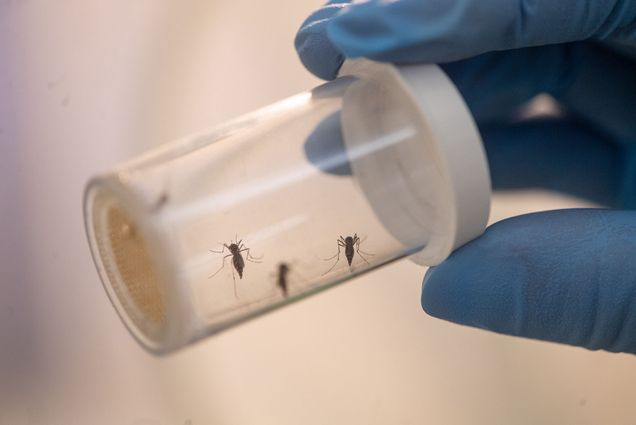 Photo of a blue-gloved hand holding up a small glass container filled with three tiny mosquitoes.