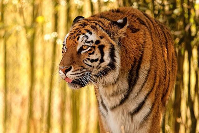 A picture of a tiger at the Franklin Park Zoo in Boston