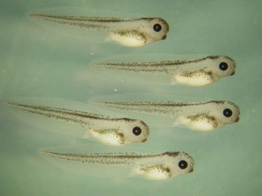 Photograph of xenopus frog tadpoles using a stereomicroscope. 5 small, clear tadpoles are shown on a light green background.
