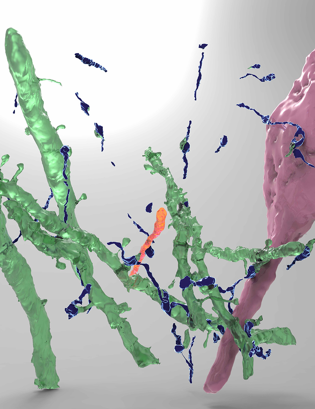 Image of a 3D reconstruction from high-throughput electron microscopy: Anterior cingulate pathways (blue) in subgenual cingulate cortex form synapses with excitatory (green) and inhibitory neurons (pink, cell soma), suggesting powerful regulation of emotions. Green, pink, and blue translucent splotches shown on a grey background.
