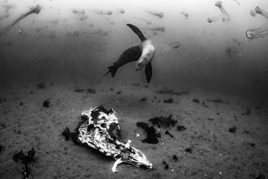 In the waters off Monterey Bay, Calif., Russell Laman’s lips were the only part of his body that were exposed as he worked to get his shot. He was stung countless times by sea nettles as he got into position to photograph a sea lion carcass—when a live sea lion came to investigate. Photo by Russell Laman