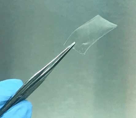 Photo: Silver tweezers hold up a small square of translucent film.