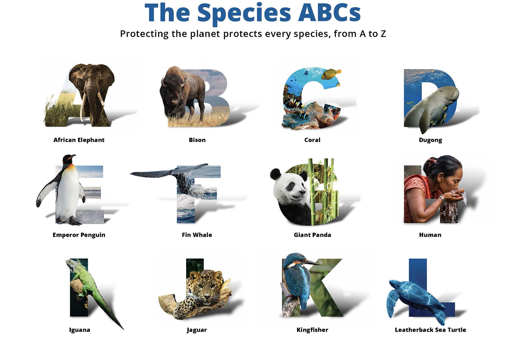 Photo: A collection of small photos depicting animals, one for each letter of the alphabet. For example, A is for African Elephant and B is for Bison. Text at the top reads "The Species ABCs. Protecting the planet protects every species, from A to Z."