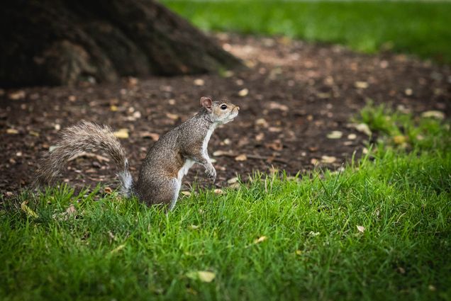 Photo: A squirrel is shown looking up as they stand on a grassy area next to a large tree.