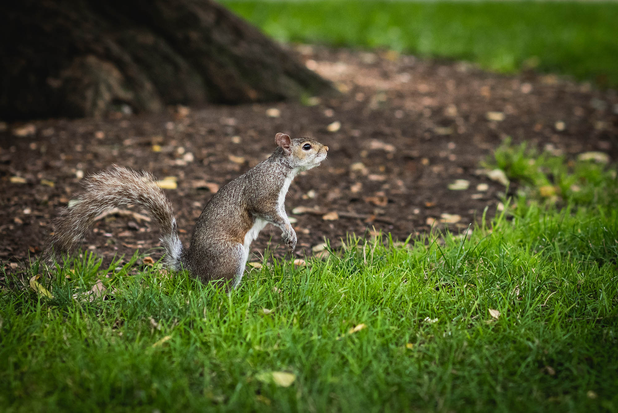 Photo: A squirrel is shown looking up as they stand on a grassy area next to a large tree.