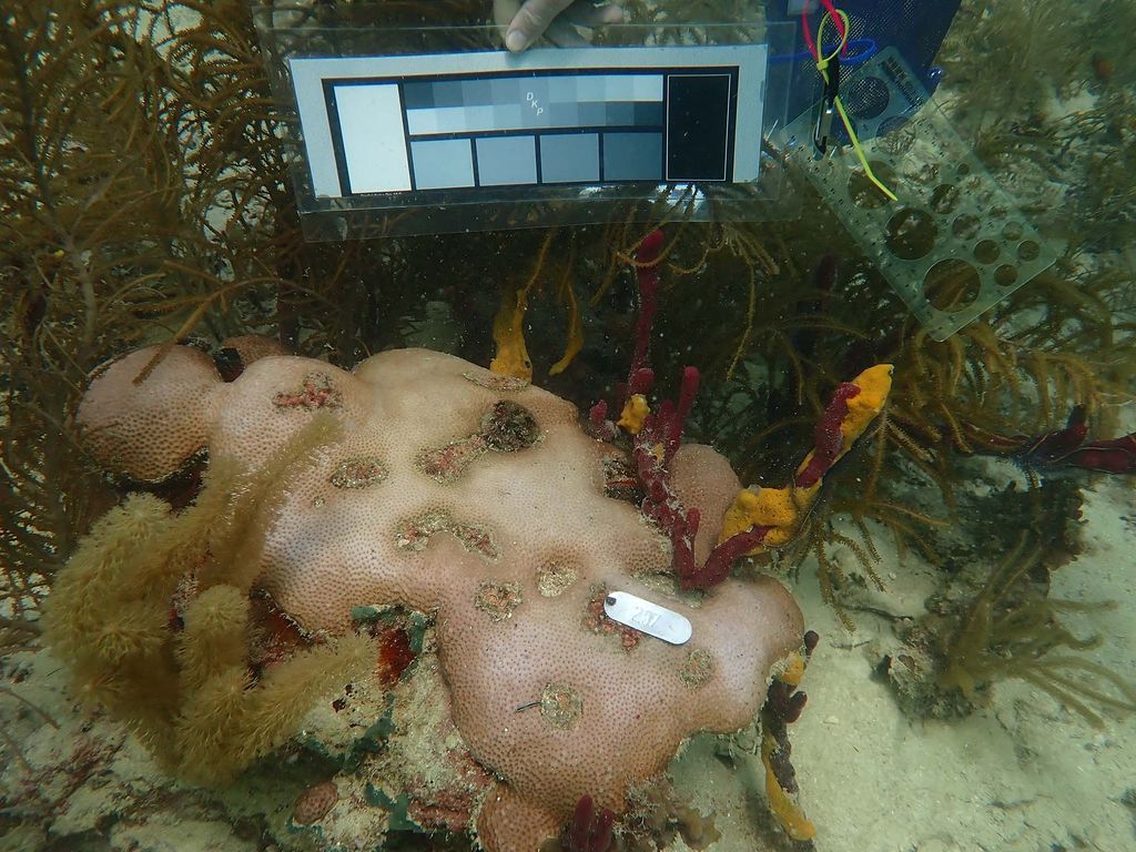 Photo: A coral seen at a reef near Cristobal Island in Bocas del Toro on August 19, and appears to be in the beginning stages of bleaching. It is surrounded by other soft corals and colorful sponges.