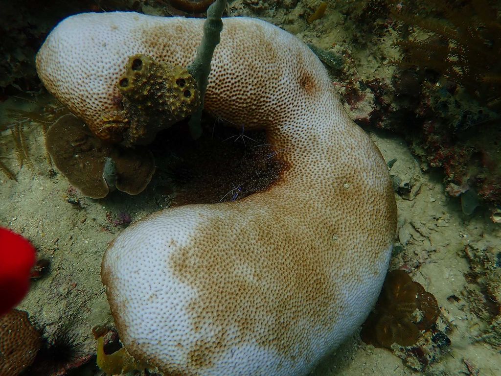Photo: A bleached coral seen at a reef near Cristobal Island in Bocas del Toro on August 29, 2023. The white color indicates the bleached parts of the coral, where it has lost its symbiotic algae. It is largely white.