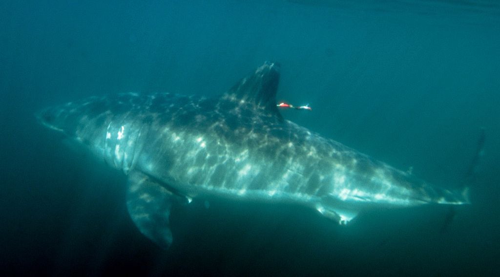 Photo: A great white shark is shown swimming in clear, blue waters. A long tag is shown on its upper fin.