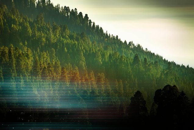 Photo: Trees and mist in the green forest of Stanislaus National Forest from Yosemite National Park. A large green forest full of lush pine trees are shown. they look scenic with the rising sun. A hazy blue, green, and black static overlay is stylized at the bottom of the image.