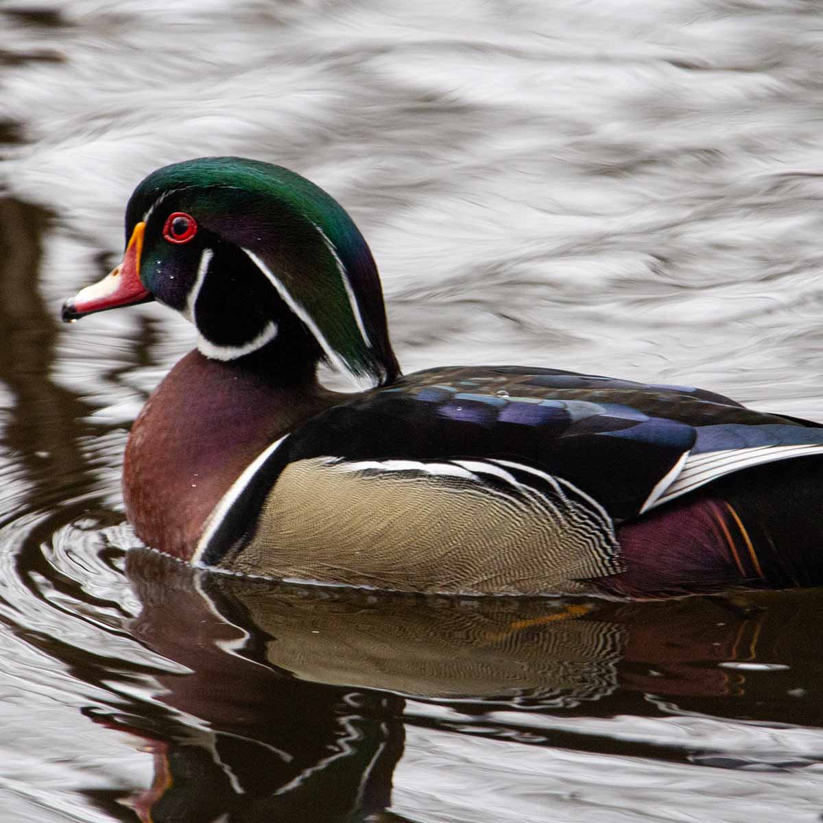 The image showcases a stunning male wood duck swimming in a lake on an overcast day. 
The wood duck has a distinctive, iridescent green head with a white chin strap, a bright red bill, and a reddish-brown chest. Its back is a beautiful mix of black, white, and metallic green and blue-purple feathers. 
The wood duck's webbed feet and sleek, streamlined body are adapted for swimming and perching in its preferred wetland habitats.