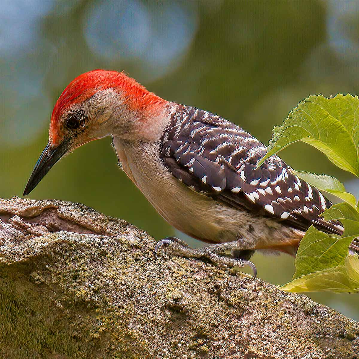 The image depicts a male red-bellied woodpecker clinging to the side of a tree trunk, hard at work as it's about to run it's beak into the pine. The woodpecker has a distinctive red cap that extends from the top of its head down the back of its neck. Its back and wings are a mix of black and peppered-in white feathers, creating a striking, zebra-like pattern. The bird's belly has a faint reddish hue, giving it its name. The woodpecker's strong, chisel-like beak and sharp claws allow it to expertly navigate the tree bark in search of insects and other food. The natural, wooded setting provides the perfect habitat for this adaptable and common North American woodpecker species.