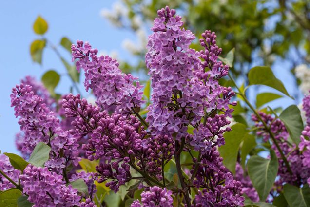Photo: A picture of lilacs in bloom