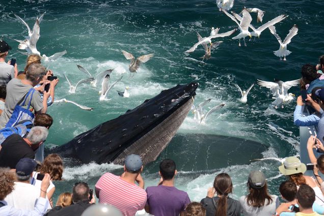 Photo: A group of people watching as a whale surfaces from the water with seagulls scattering around it