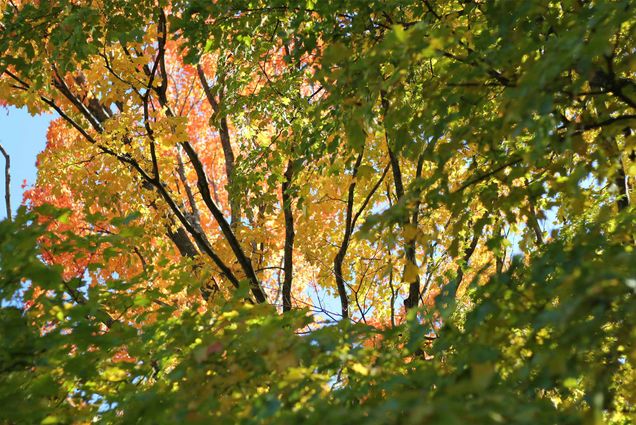 Fall foliage at Mount Auburn Cemetery in Cambridge, MA. Photo via Unsplash/ana_essentiels