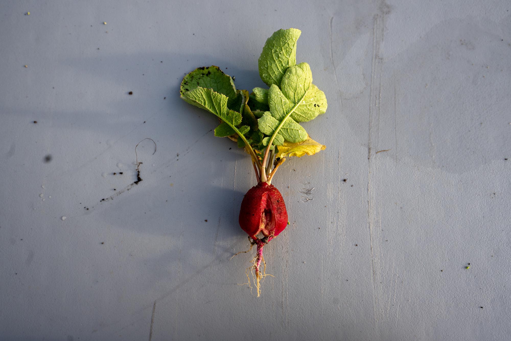 Photo: A birdseye view of a beetroot on concrete.