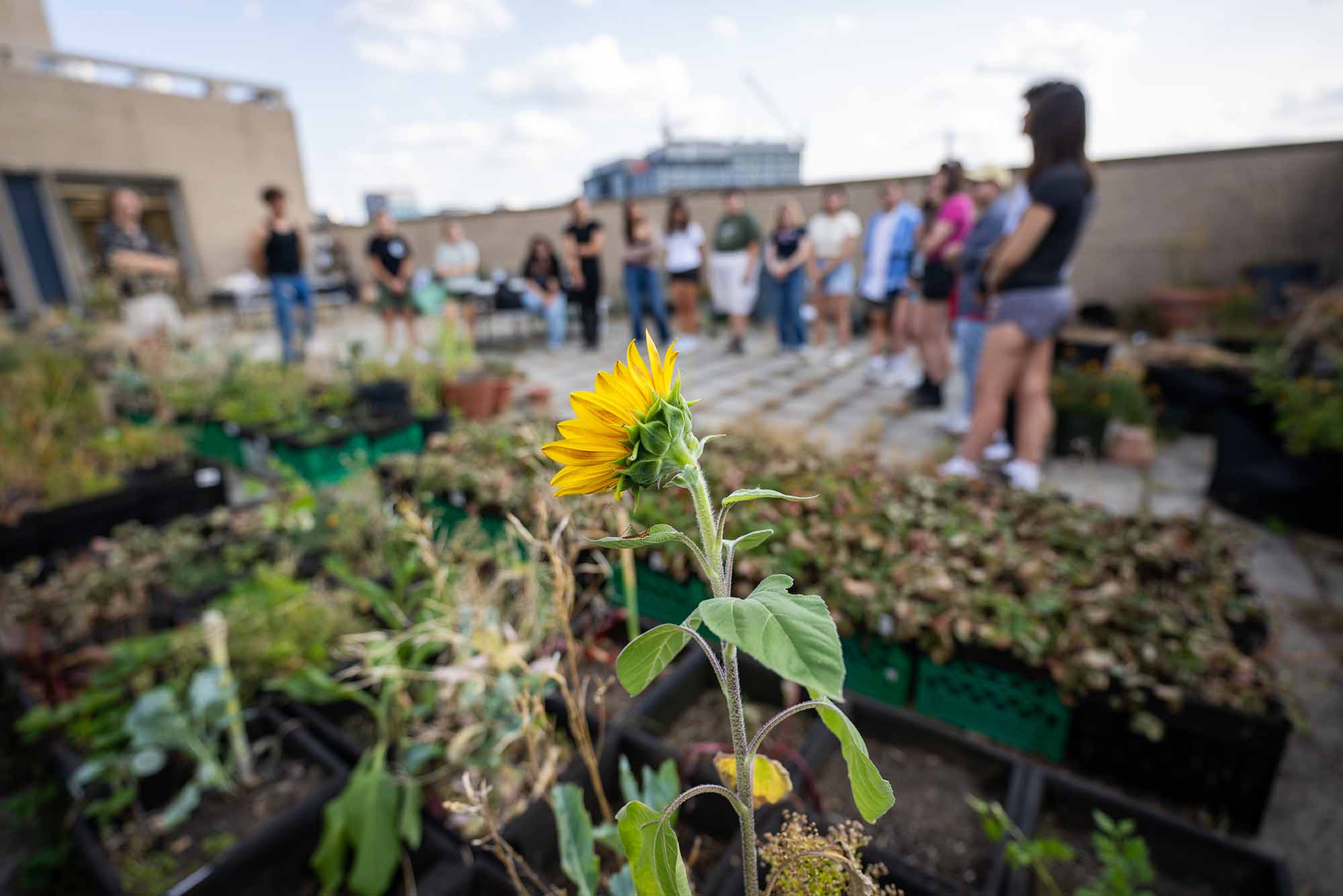 Photo: A shot of a sunflower on a rooftop garden.