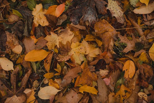 Photo: Stock pile of fall leaves on the ground.