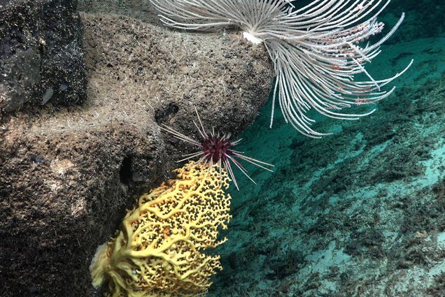 Photo: A coral reef in the deep ocean