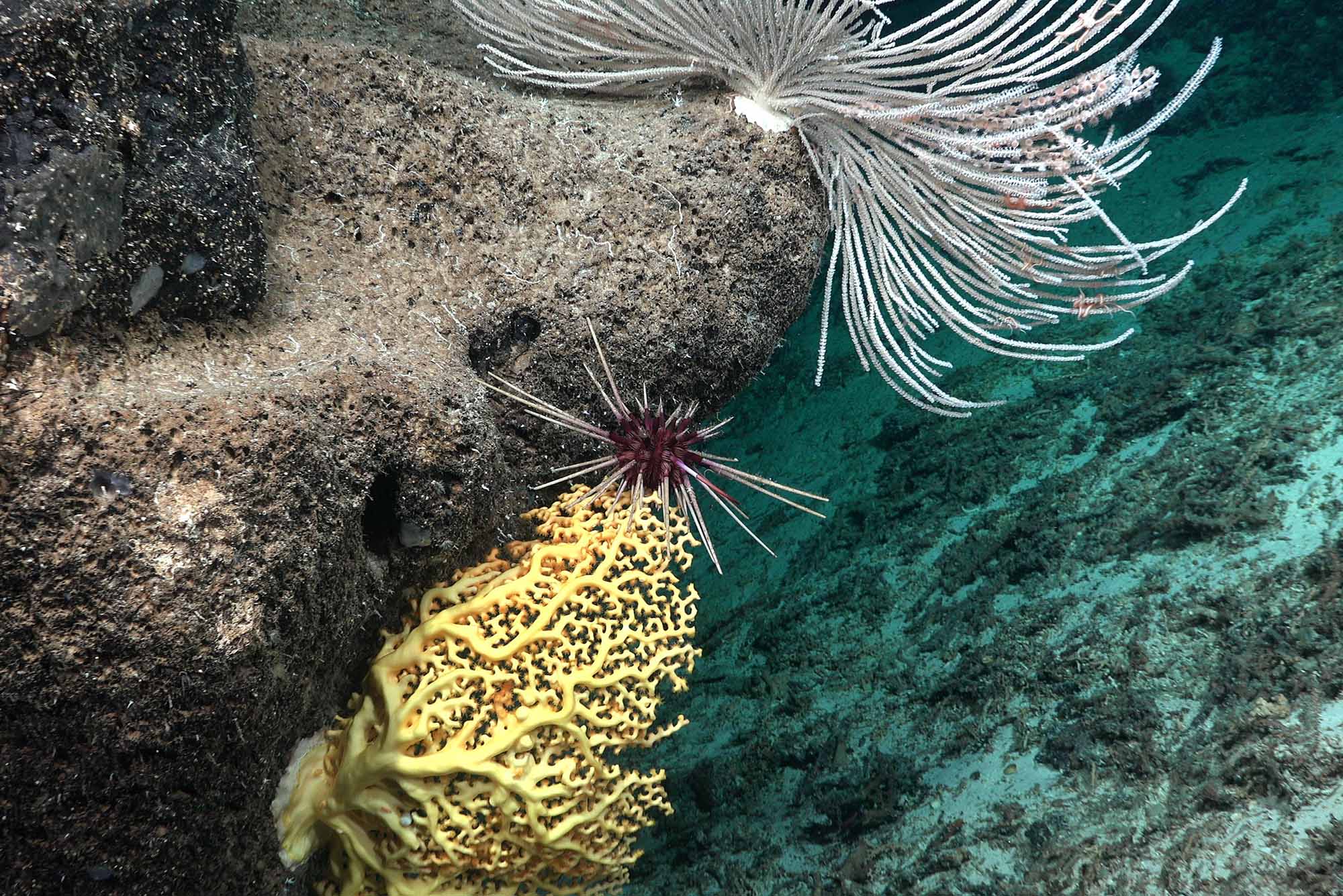 Photo: A coral reef in the deep ocean