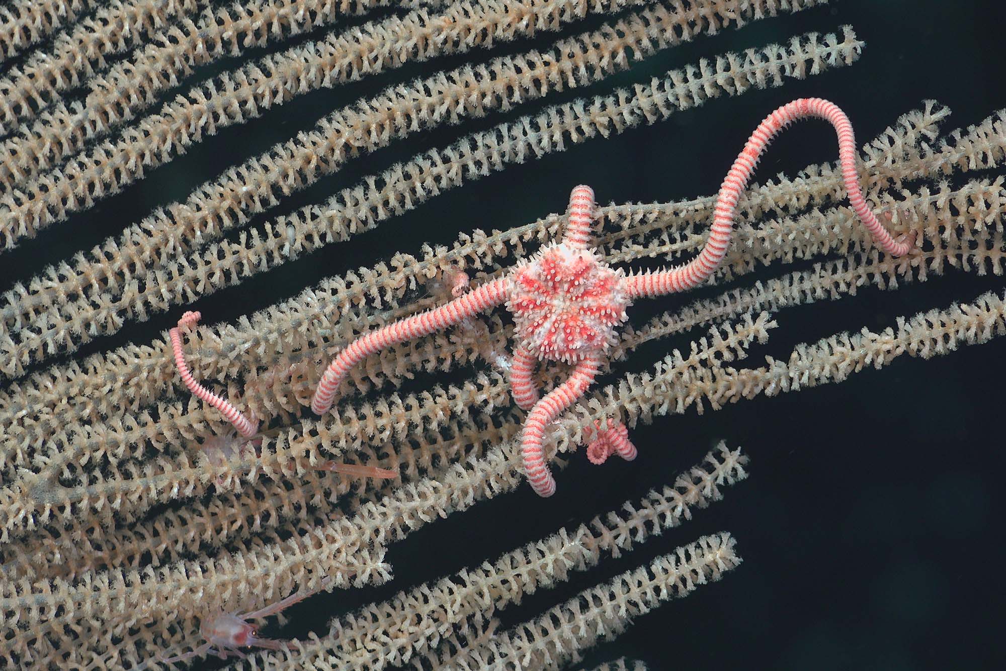 Photo: A coral reef in the deep ocean