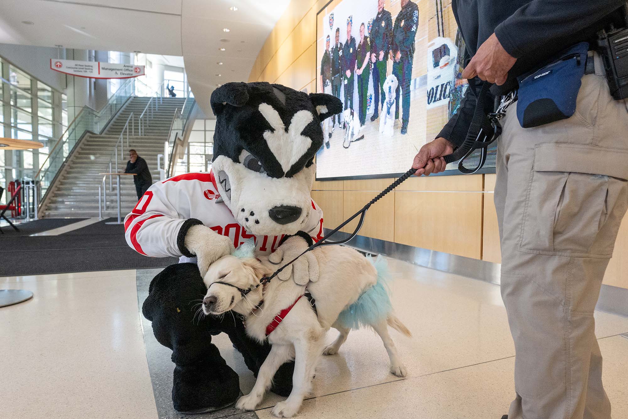 Photo: Rhett, BU's mascot, petting Bean, BU's community service dog