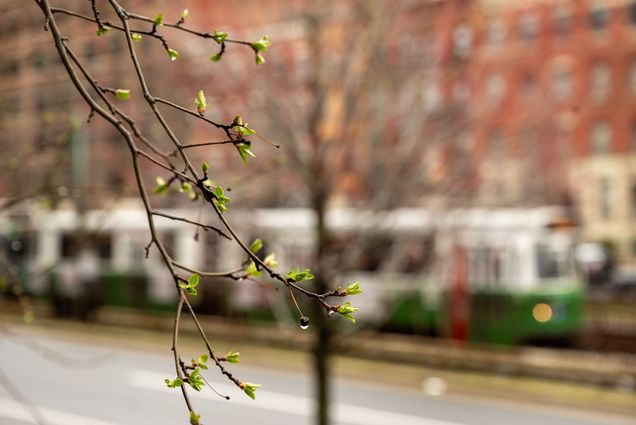 Photo: Trees budding on BU's campus with a Green Line train running in the background