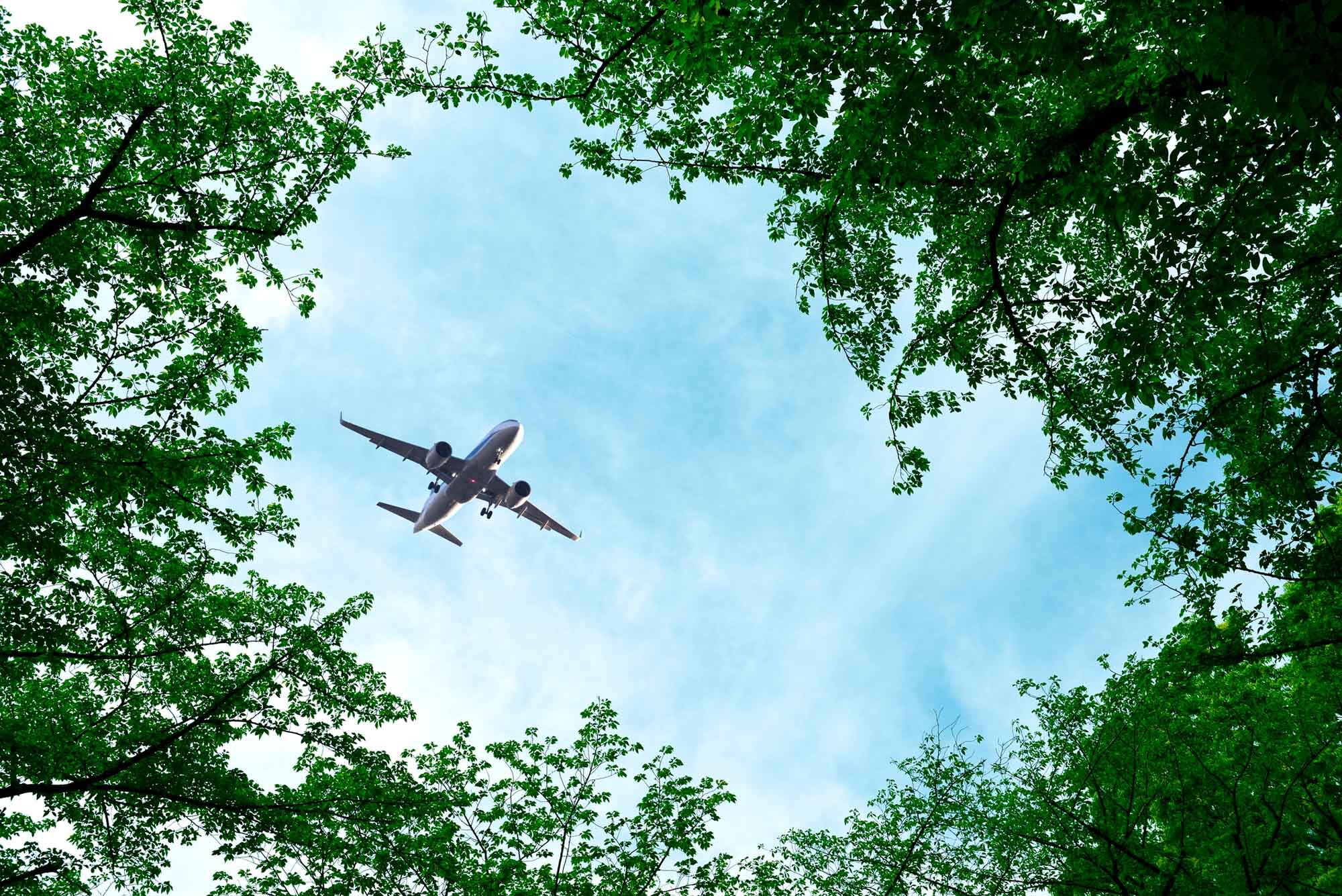 Photo: A plane flying over a forest
