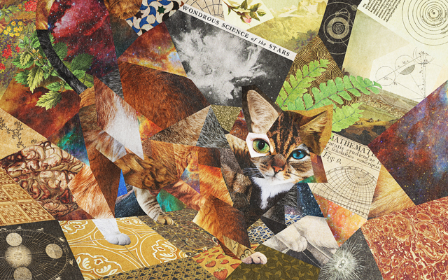 CatCollage_03_SM