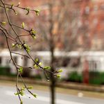 Photo: Trees budding on BU's campus with a Green Line train running in the background