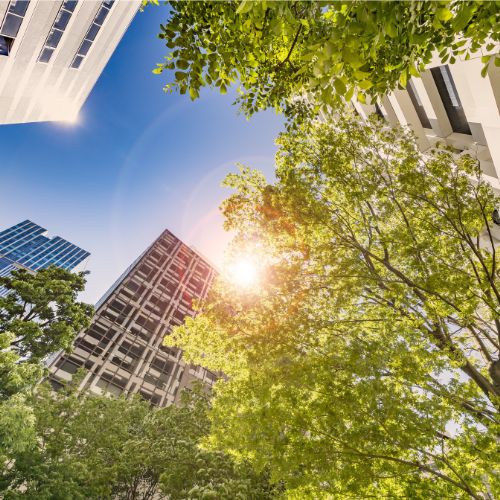 Upwards facing view of trees and skyscrapers