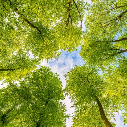 A worms-eye view looking up at a circle of trees