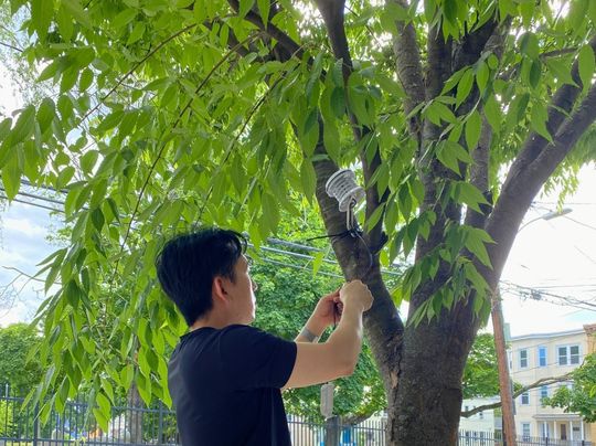 A person attaching a monitoring device to a tree.