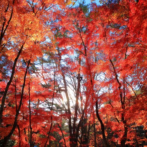 Autumn leaves in a forest