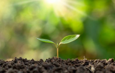 A seedling sprouts from the Earth
